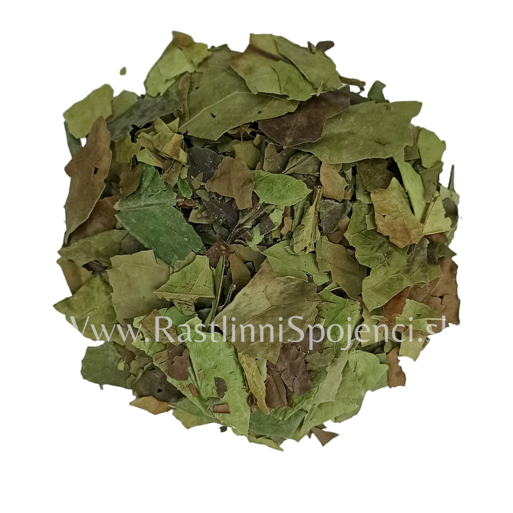 Guayusa (Ilex guayusa)